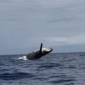 458365253 2526154721106690 1617147690160271505 n